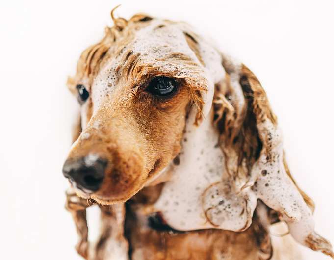 Koiran pesu Kirkkonummi