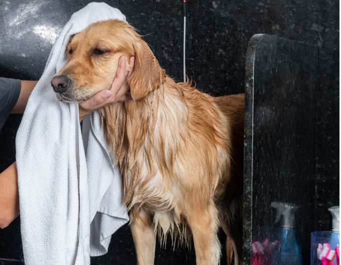 Koiran pesu trimmaamo