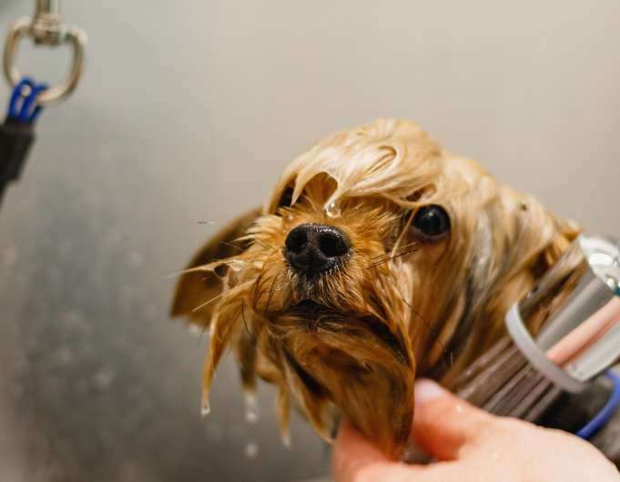 Koiran pesu Kirkkonummi