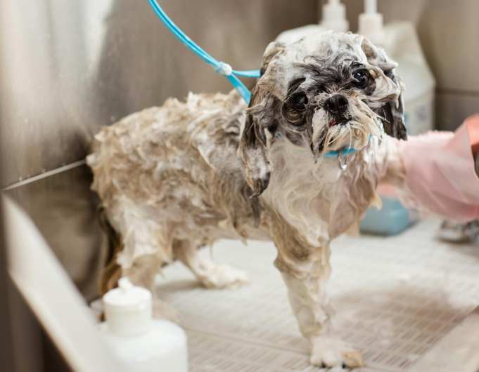 Pelkkä pesu koiralle Kirkkonummi