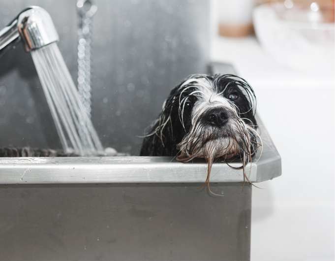 Pesu koiralle Kirkkonummi